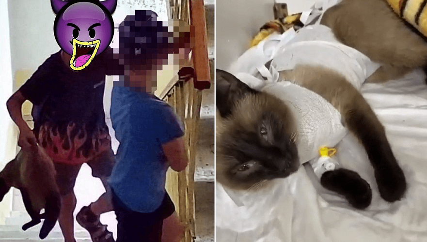 Беременную кошку выбросили с высоты девятого этажа в Караганде – наказаны родители детей
