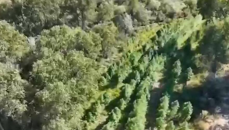 На территории яблоневых садов Тургеня обнаружили огромную плантацию конопли
