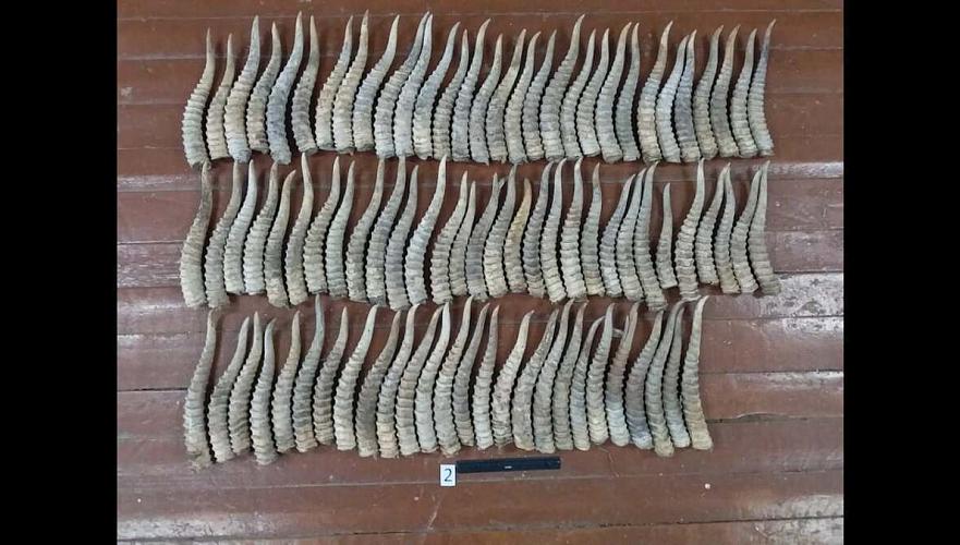 Свыше 700 рогов изъято у подозреваемых в незаконной охоте на сайгаков в ЗКО