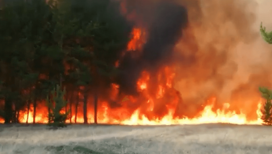 Площадь пожара в лесничестве в Павлодарской области достигла 1,2 тыс. га