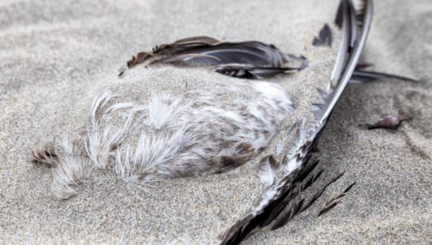 Птичий грипп выявлен у погибших птиц на территории резервата в Атырауской области 