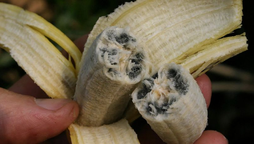 Рост мировых цен на бананы почти на 10% ожидается из-за новой болезни к 2028 году