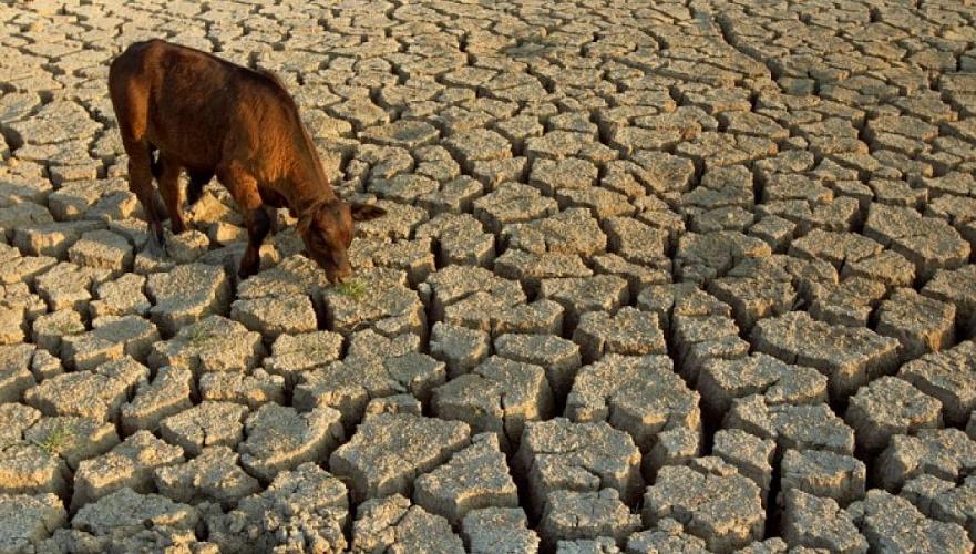 Около 2 тыс. голов скота пало от засухи в Мангистауской и Кызылординской областях – МСХ 