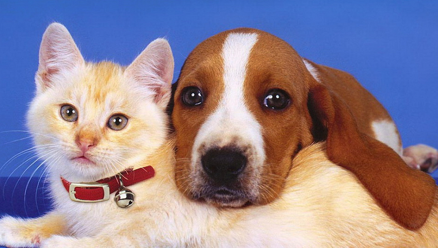 Изменились правила осмотра собак и кошек у ветеринара при ввозе и вывозе из ЕАЭС