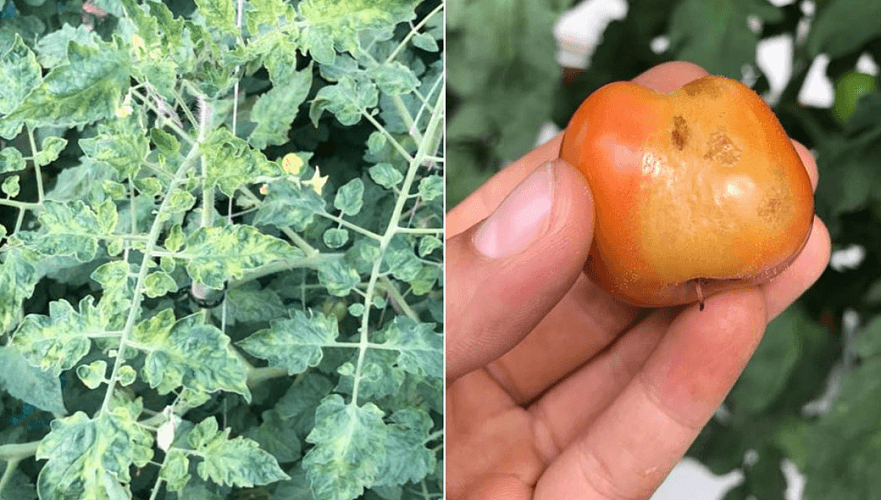 Россельхознадзор обеспокоен ввозом зараженных казахстанских томатов в Россию