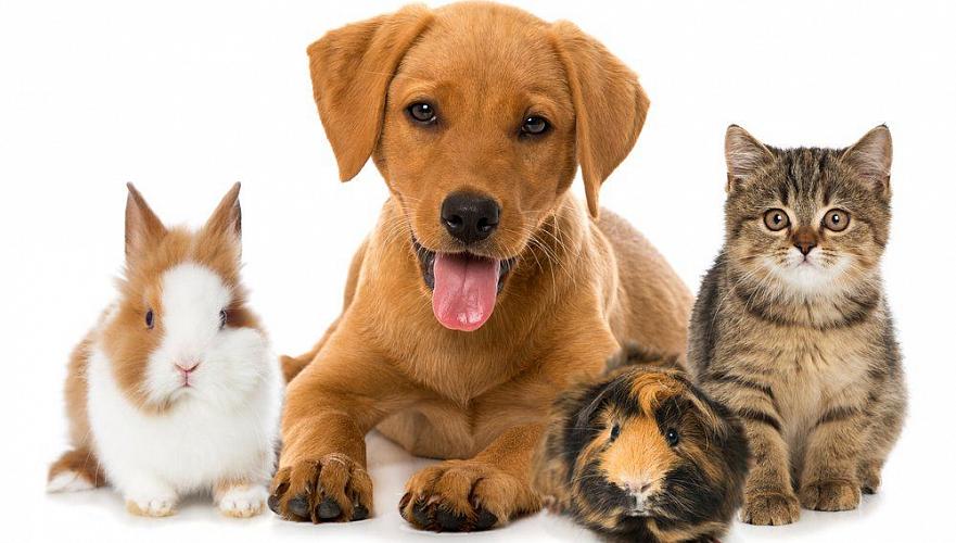 Учет домашних животных будет производиться за счет владельцев – Минэкологии