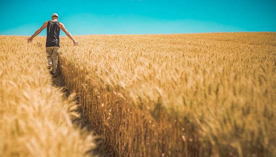 На уровне 16 млн тонн прогнозирует в 2023 году МСХ валовый сбор пшеницы в Казахстане