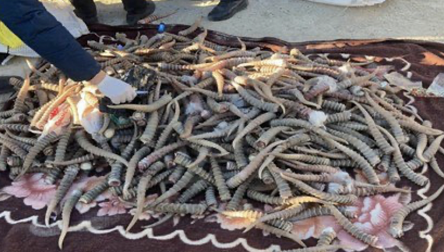 Подозреваемых в истреблении сайгаков задержали по делу об ущербе в Т1 млрд в Мангистау