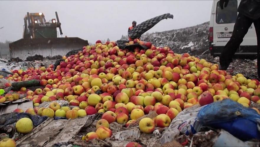 Крупнейшую с 2015 г. партию польских яблок и груш из Казахстана уничтожили в России