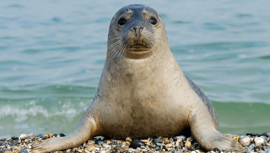 Причину массовой гибели тюленей на Каспии связали с выбросом метана и браконьерством