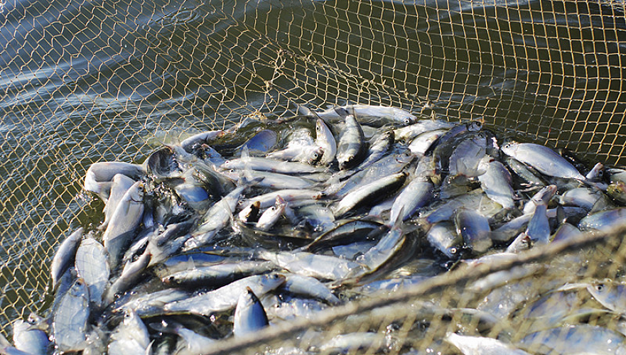 100 тыс. тонн рыбы планируют производить в Мангистауской области к 2030 году - минэкологии