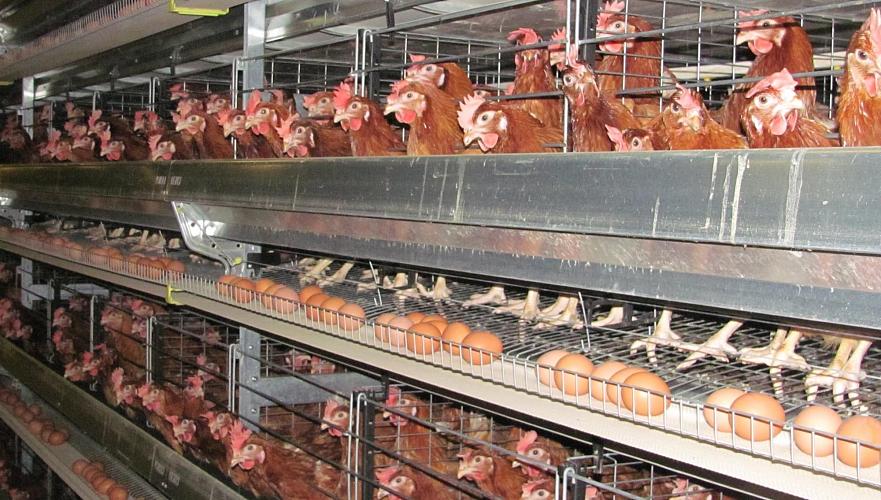 Продукция казахстанских птицефабрик безопасна для употребления, заверяют в минсельхозе