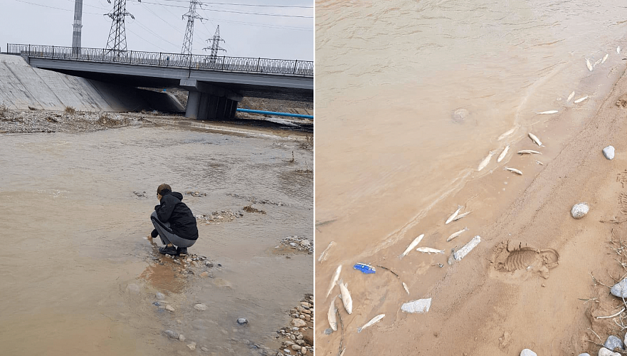 Массовая гибель рыбы зафиксирована на реке Бадам под Шымкентом