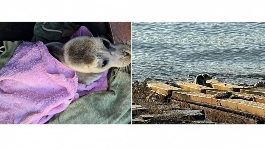 Тюлененка в тяжелом состоянии обнаружили на берегу в Актау
