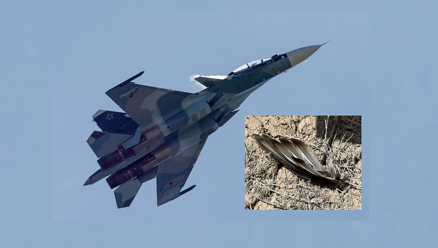 Столкновение со стаей птиц считают вероятной причиной крушения Су-30СМ в Балхаше