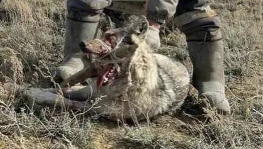 Подозреваемого в убийстве степного волка железной цепью установили в Казахстане