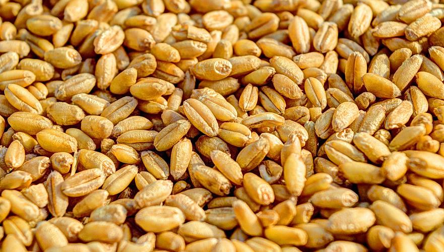 Более Т660 млн НДС потерял Казахстан из-за контрабанды пшеницы из России