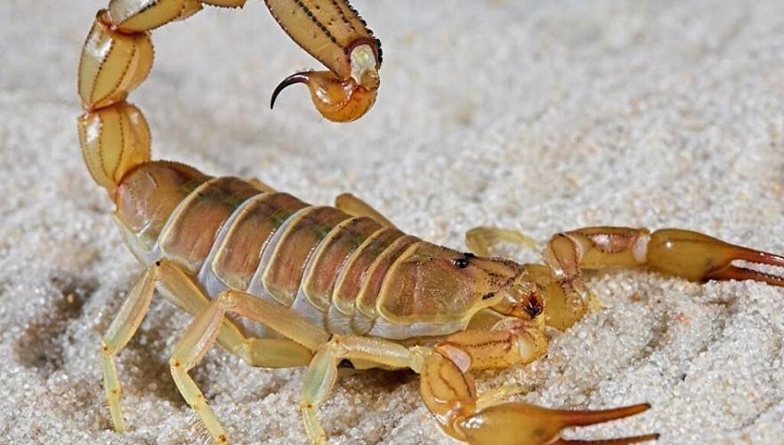 Шымкентцы массово жалуются на укусы скорпионов