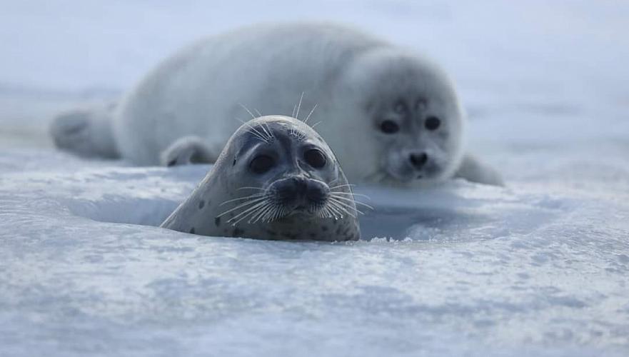 Каспийского тюленя планируют включить в Красную книгу Казахстана