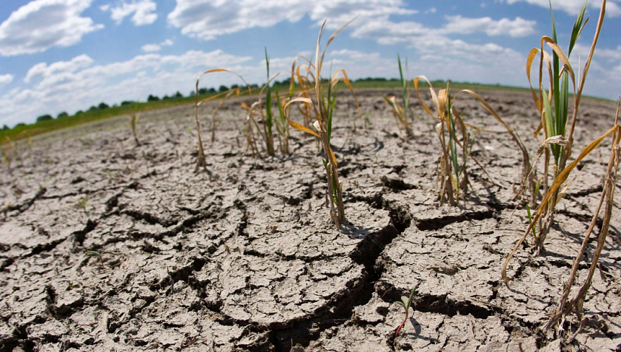Часть сельхозугодий погибла в Алматинской области из-за перебоев с поставкой воды из БАК