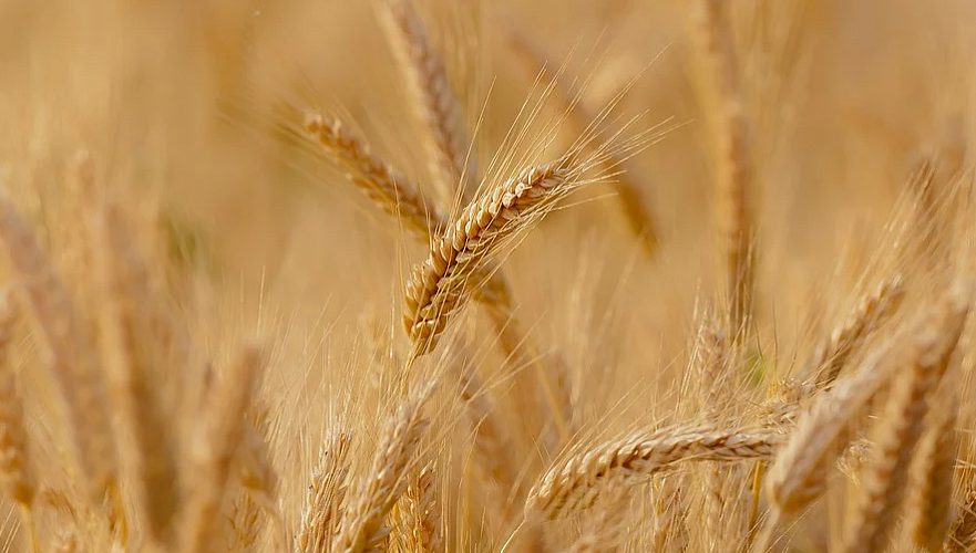 На 3,4% выросли за месяц мировые цены на зерновые
