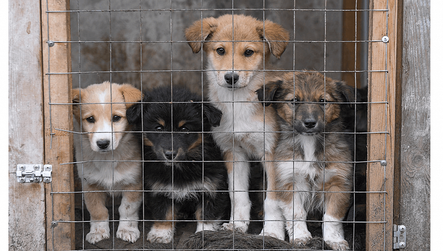 Содержание частных приютов для бездомных животных не возбраняется – Тургумбаев