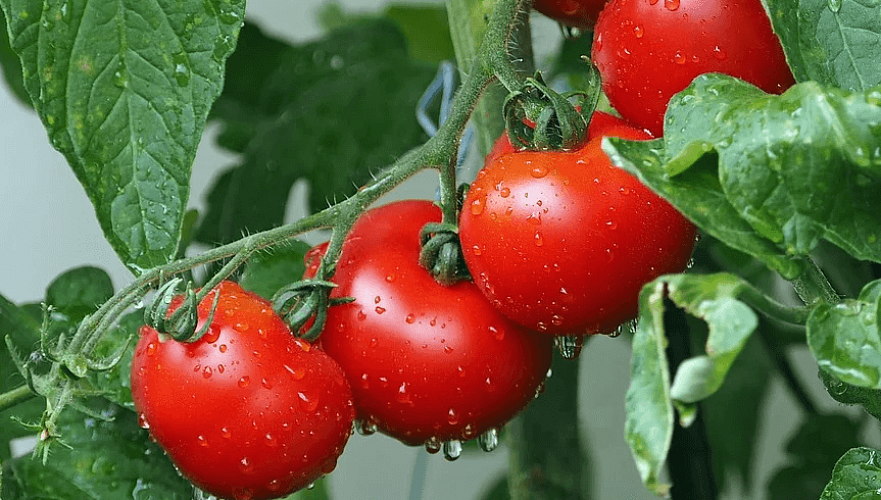Россия сохранила ограничения на ввоз томатов из некоторых областей Казахстана
