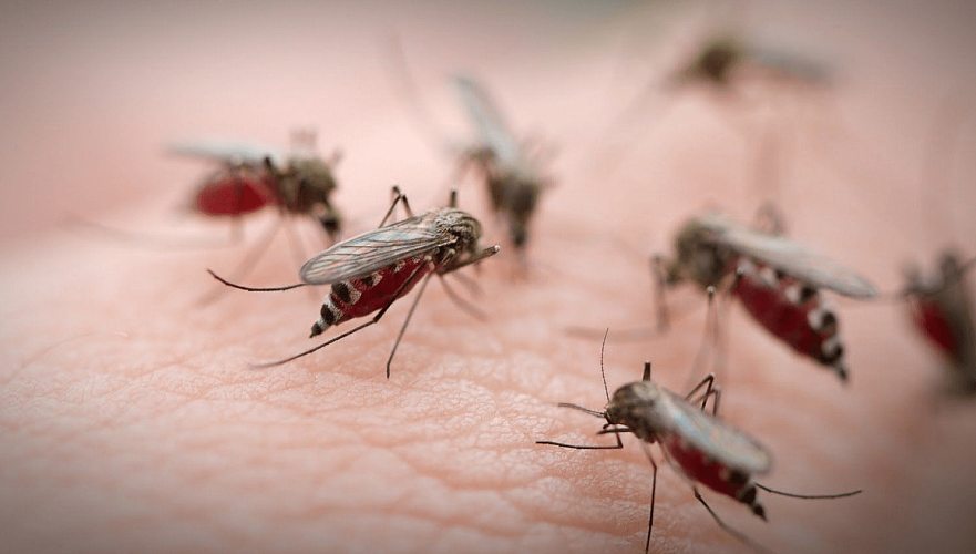 Павлодарцы вновь подвергаются нашествию комаров – чиновники отозвали деньги