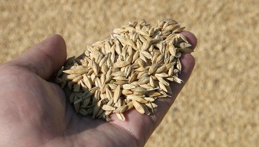Около 18 млн тонн составит валовый сбор зерновых и масличных в Казахстане - МСХ