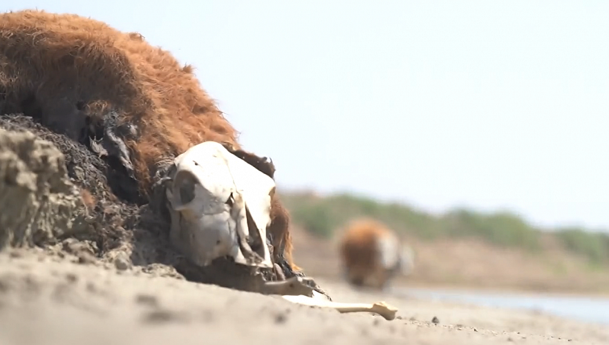 Падеж скота из-за засухи в двух областях прекратился, утверждает минсельхоз Казахстана