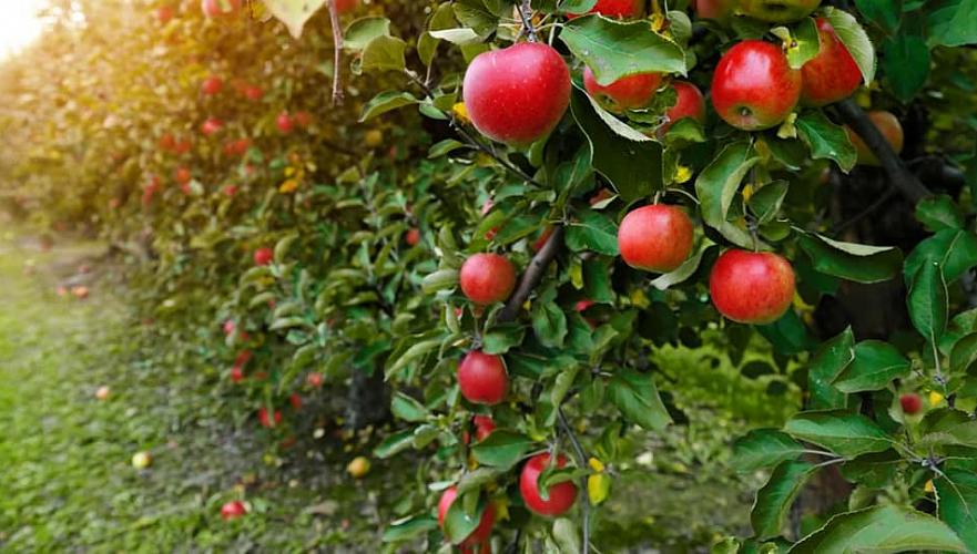 Семь яблоневых садов стоимостью более Т2 млн разбили в Туркестанской области