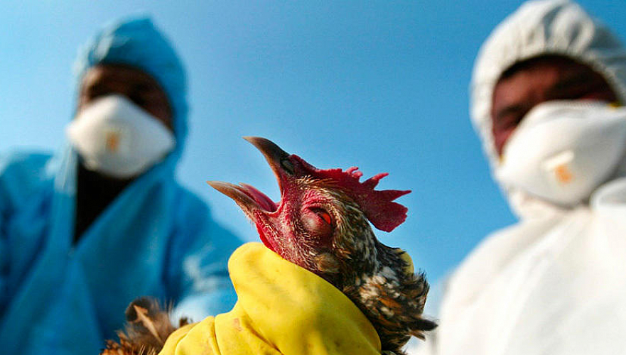 Около 2% птицы пало в Казахстане от птичьего гриппа впервые за 15 лет – минсельхоз
