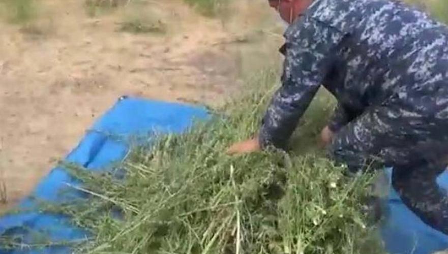 Свыше 900 кг каннабиса изъяли у сельчанина в Жамбылской области 