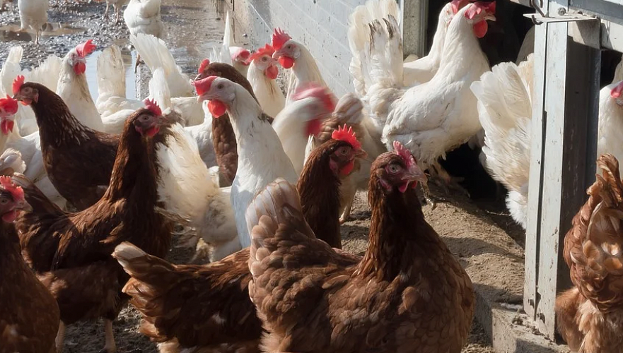 Чиновникам не удается проверить птицефабрики СКО на наличие птичьего гриппа