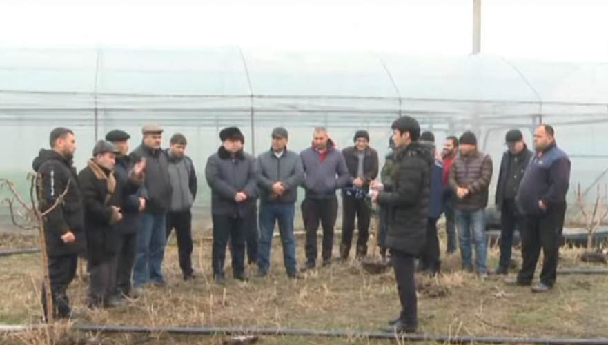 Фермеры Туркестанской области оказались на грани выживания из-за приостановления субсидий