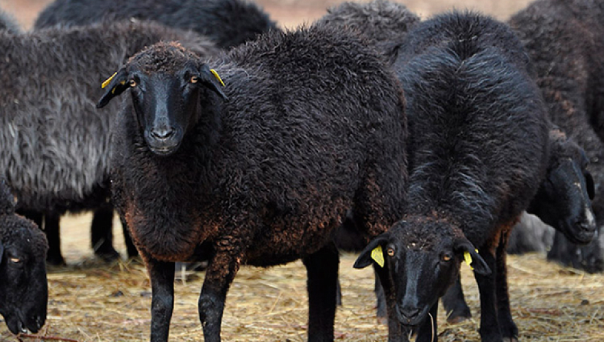 Снижение поголовья каракульских овец в Казахстане объяснили модными трендами