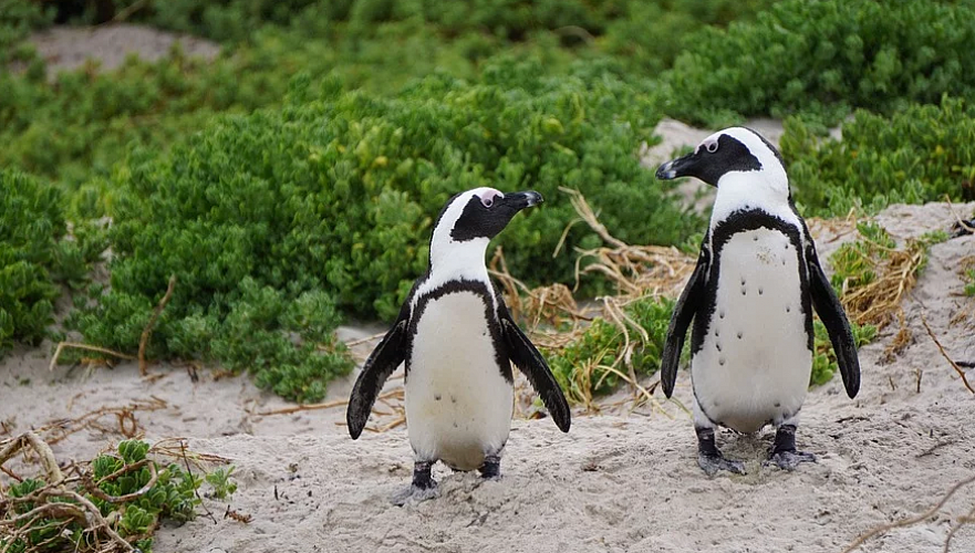 В брачных песнях пингвинов обнаружили сходство с человеческой речью