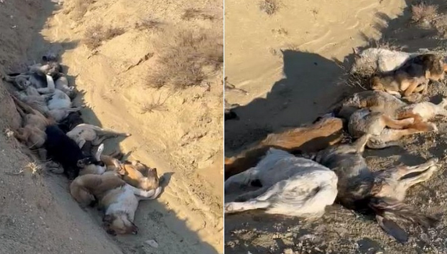 Трупы около 30 собак нашли в яме близ Актау