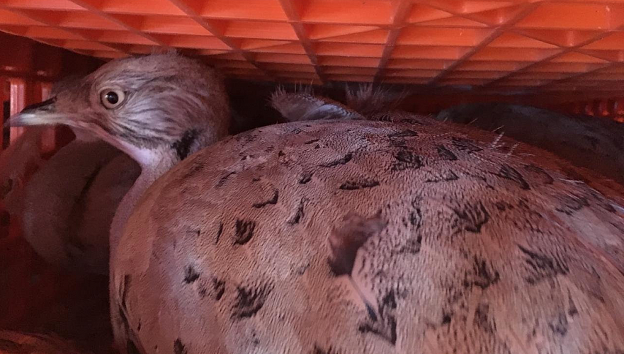 600 краснокнижных дроф-красоток выпустили в заповедную зону Мангистау