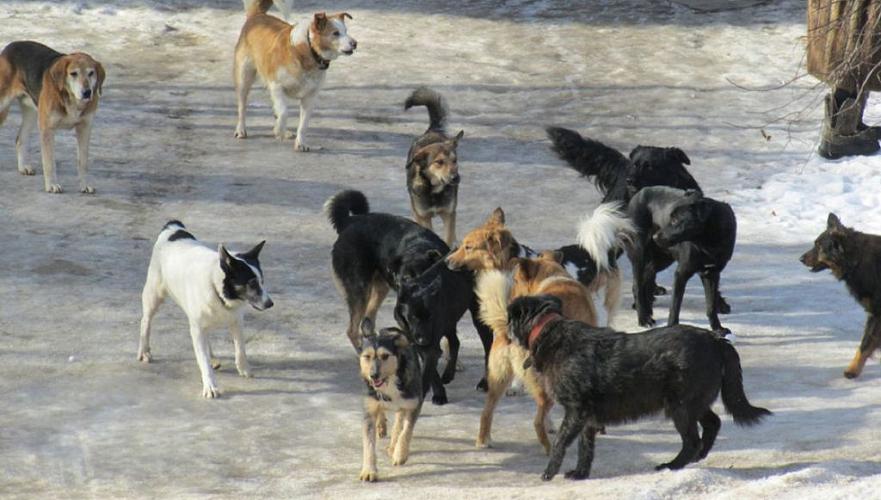 Бродячие собаки покусали более 80 детей за полгода в Казахстане, трое детей погибли