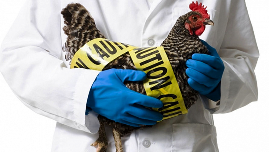 Еще в одной области Казахстана зафиксирована вспышка птичьего гриппа – на этот раз в ВКО