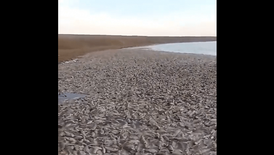 Названа предварительная причина массовой гибели рыбы на озере в Павлодарской области