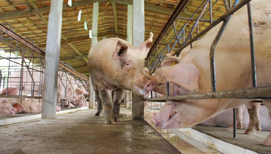 Ассоциацию свиноводов планируют создать в ЕАЭС