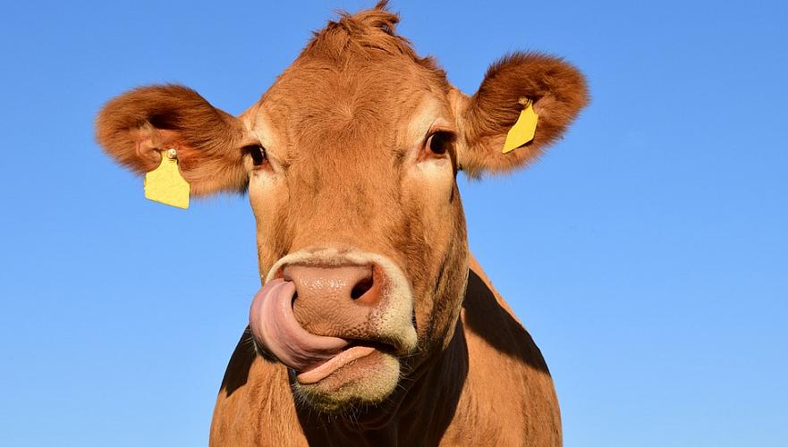 Стоимость двух коров в Казахстане доходит до Т1 млн 800 тыс.
