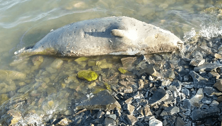 Десятки тюленей погибли у дамбы нефтяного месторождения Каражанбас в Мангистауской области