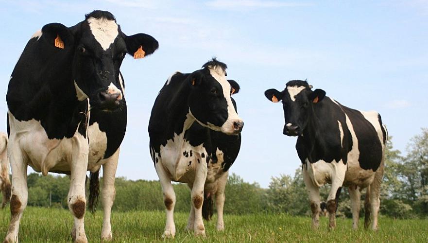 Власти Челябинской области не ждут большого урона от запрета поставок скота в Казахстан