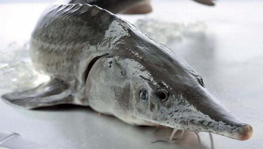 Около 40 кг рыбы осетровых пород обнаружили у жительницы Жанаозена