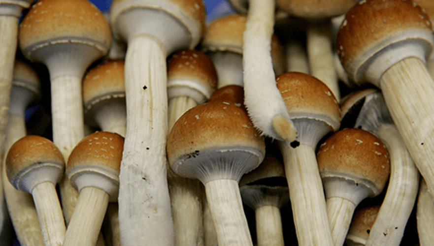 Галлюциногенные грибы на 5 тыс. доз нашли у жителя Нур-Султана