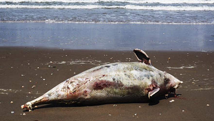 Озвучены причины гибели тюленей на побережье Каспия