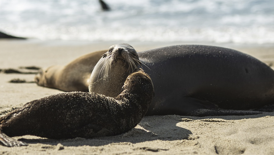Стала известна причина гибели тюленей в Мангистау в прошлом году 